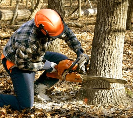 Tree Removal in Leon, WV